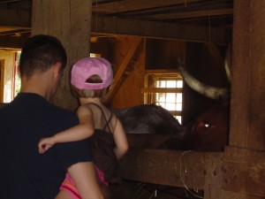 petting the bull